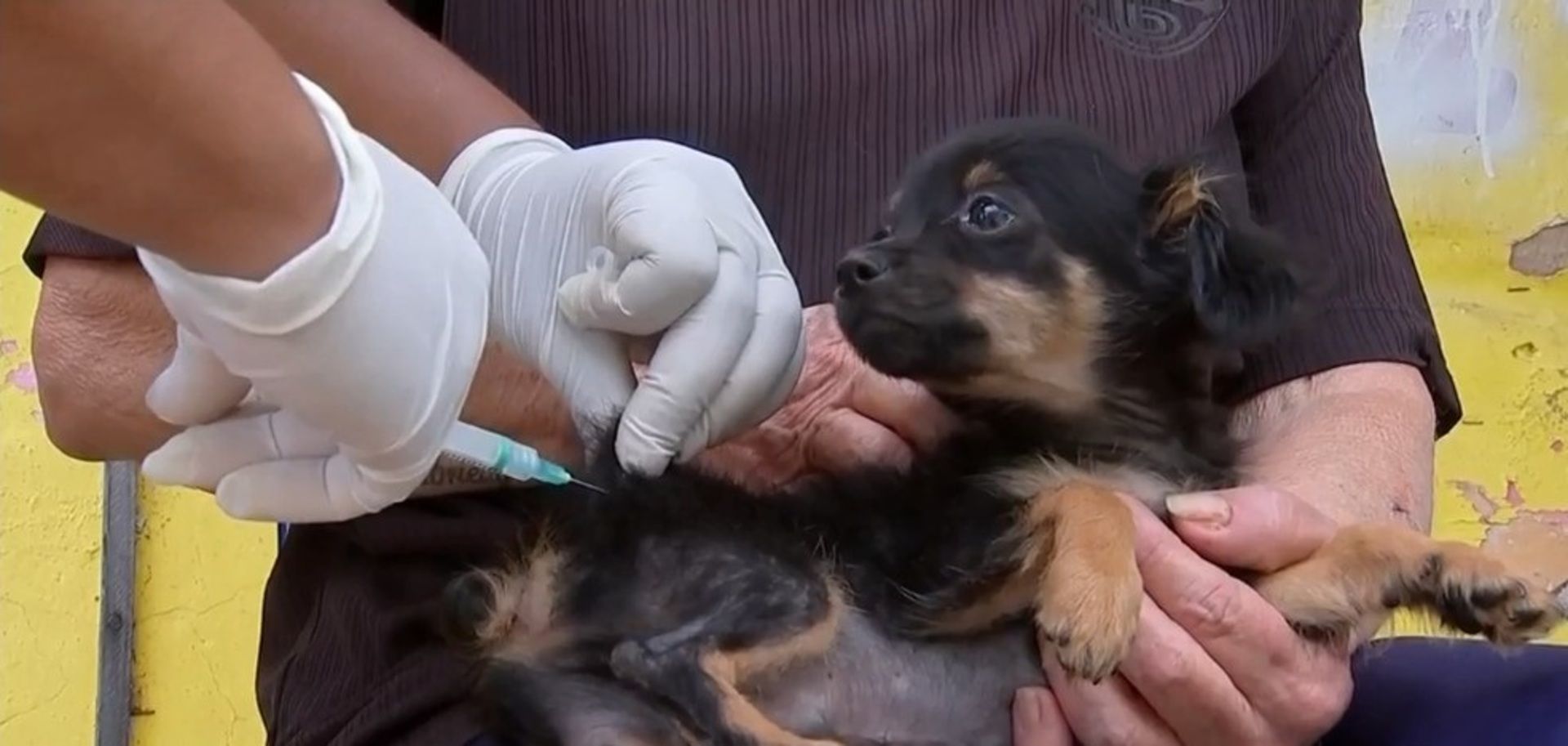 Santa Fé do Sul realiza agendamento para vacinação de cães e gatos
