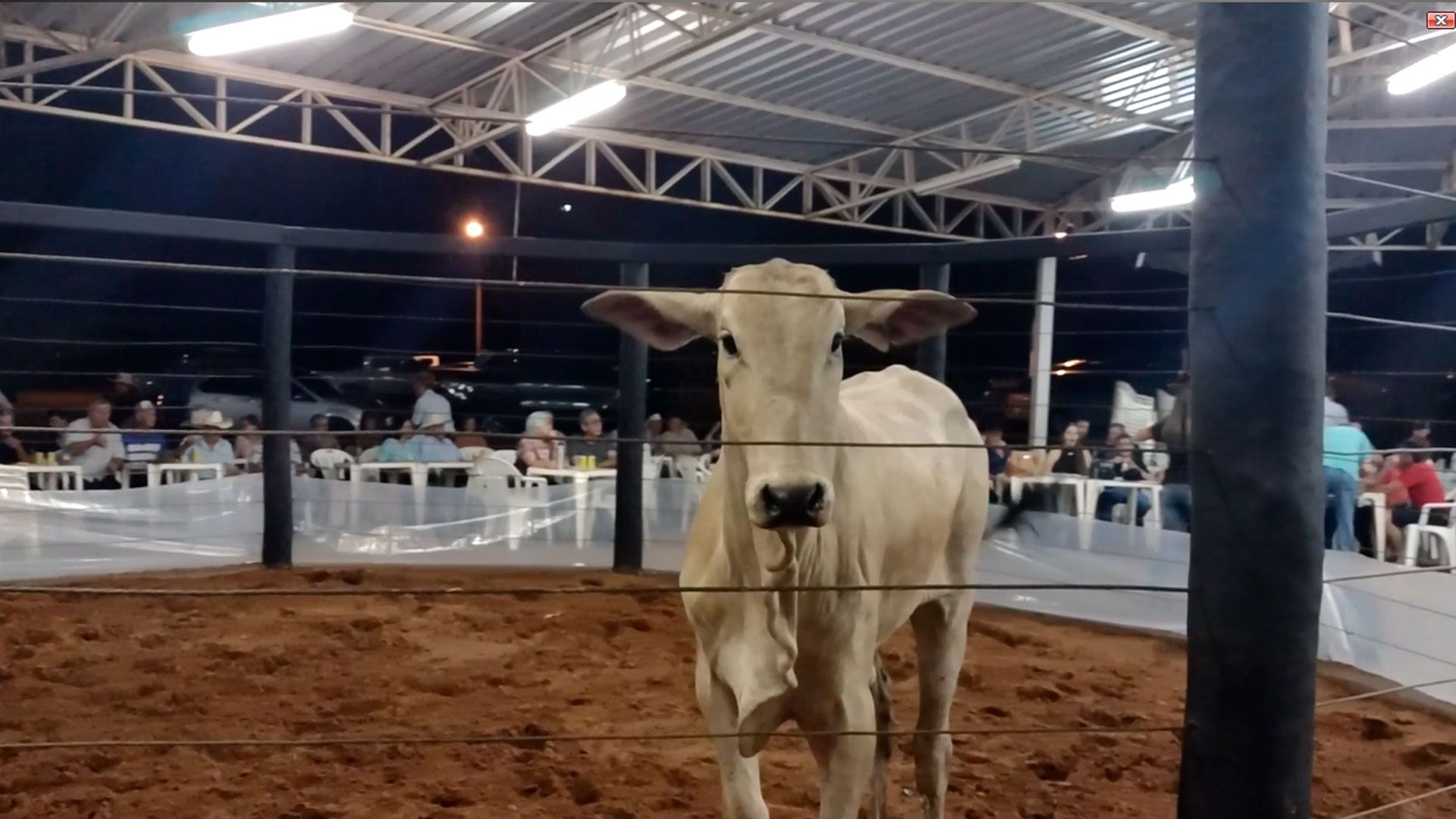 Leilão de gado em Santa Fé do Sul arrecada R$ 160 mil para Hospital do Amor