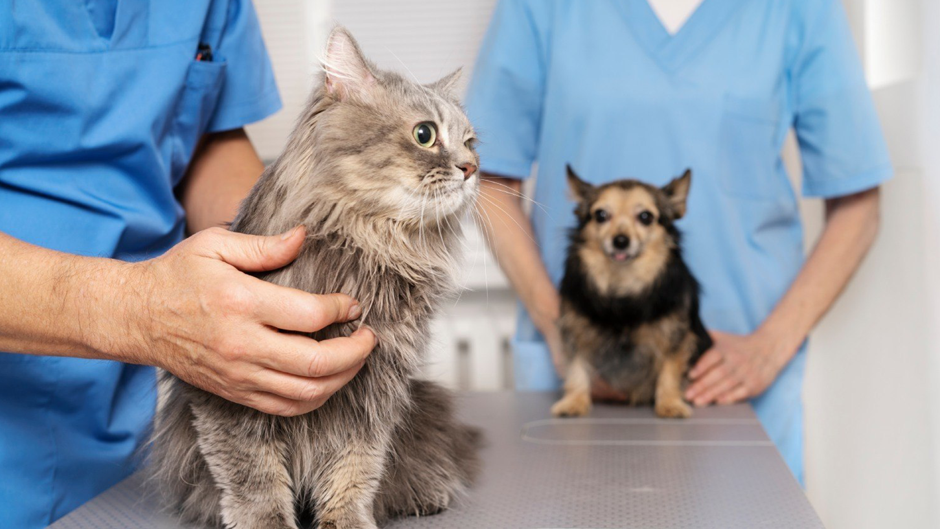 Rubinéia inicia cadastro para castração gratuita de cães e gatos