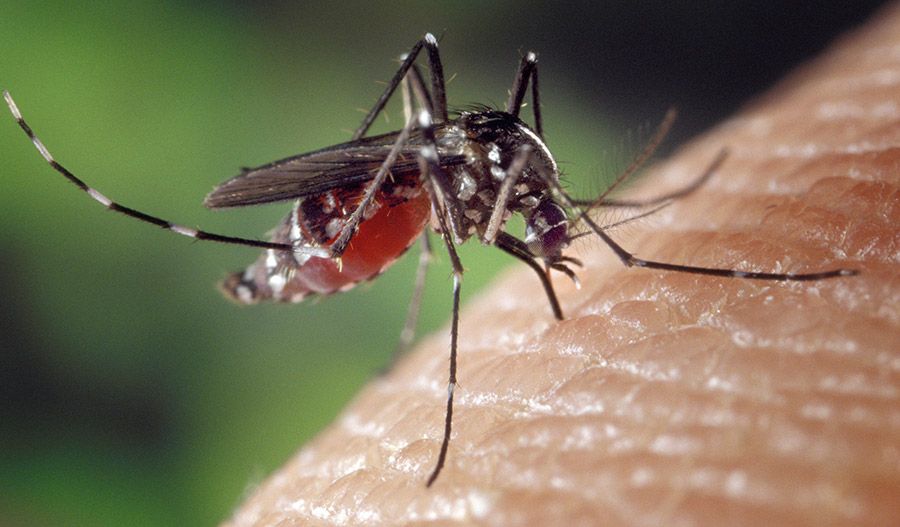 Para o combate à dengue, Santa Fé do Sul recebe R$ R$ 147,5 mil do Estado