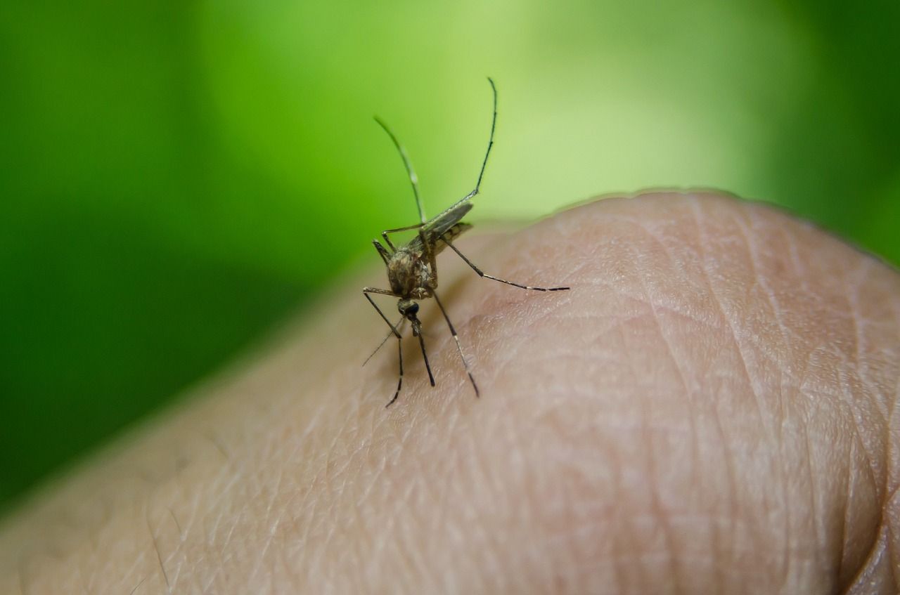 Santa Fé do Sul ultrapassa 100 casos notificados de dengue desde o começo do ano