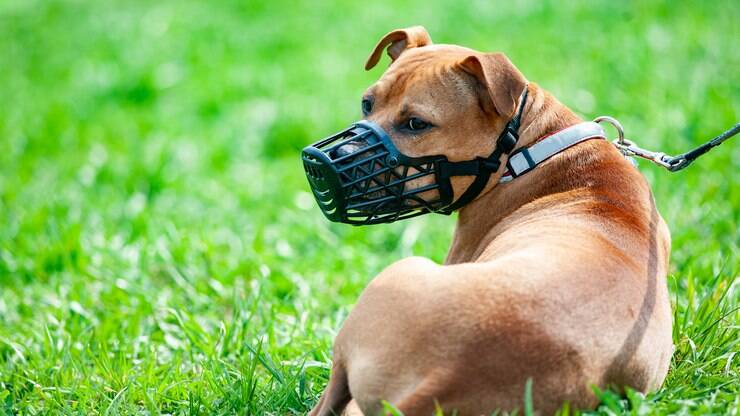 Lei estabelece normas para evitar acidentes com cães em Santa Fé do Sul