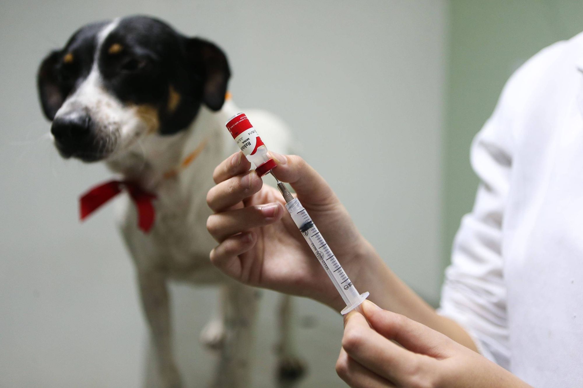 Dia D: Vacinação contra raiva em cães e gatos acontece neste sábado em Santa Fé do Sul