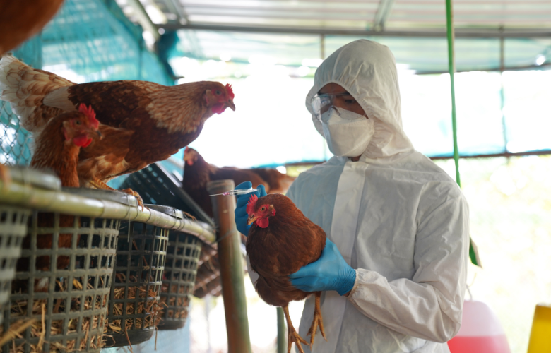 OMS confirma primeira morte pela variante H5N2 da gripe aviária no México