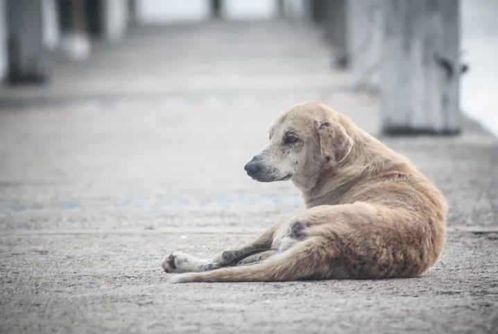 Audiência pública irá abordar cuidado com animais de rua e papel do GAVAS em Santa Fé do Sul