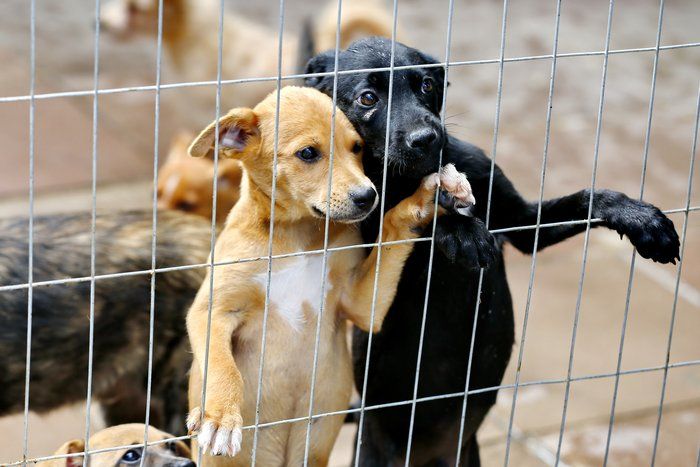 Lei que regulamenta venda de cães e gatos entra em vigor em São Paulo