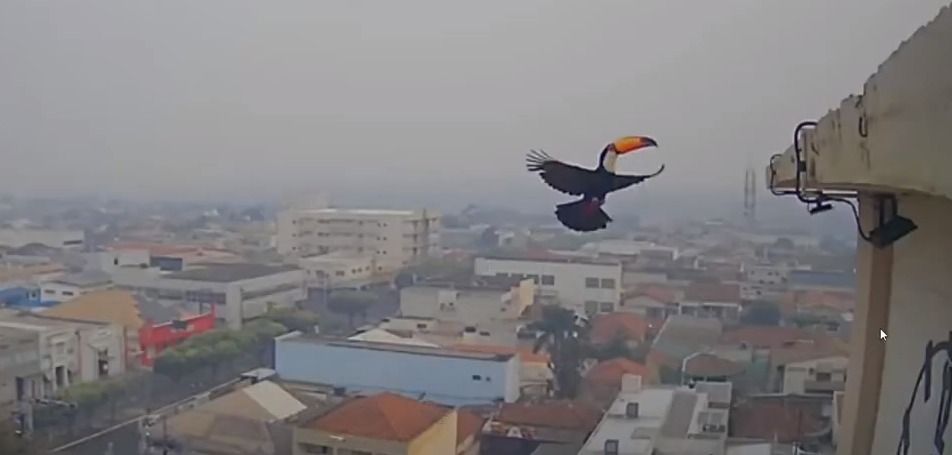 VÍDEO: Em meio à poluição de incêndios, tucano enche de cor horizonte cinzento de Santa Fé do Sul