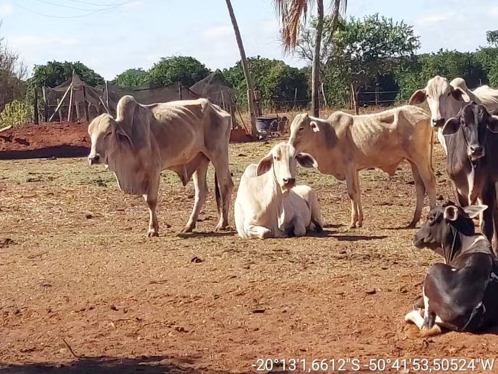 Crueldade: Homem é multado em R$ 75 mil após boi ser encontrado morto por falta de alimento em Santa Salete