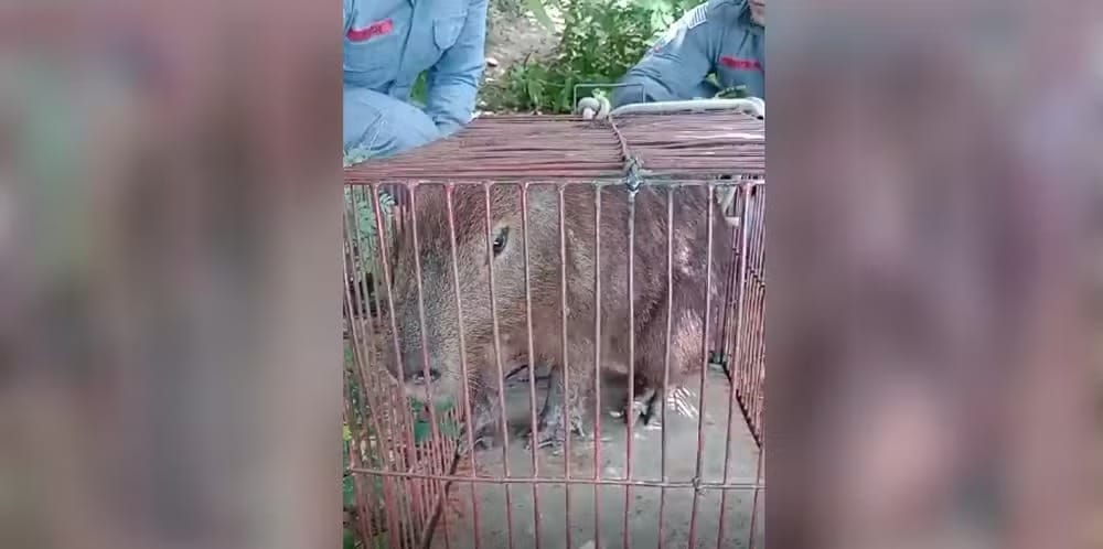 Capivara é capturada dentro de escola técnica em Jales