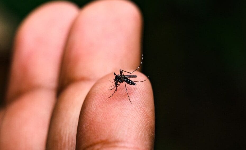 Saúde de Santa Fé do Sul anuncia atendimento para suspeita e confirmação de dengue