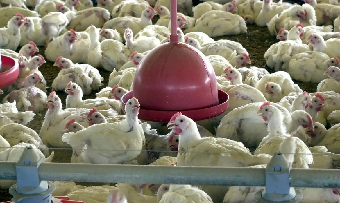 Brasil pode retomar exportações de carne de frango em 28 dias