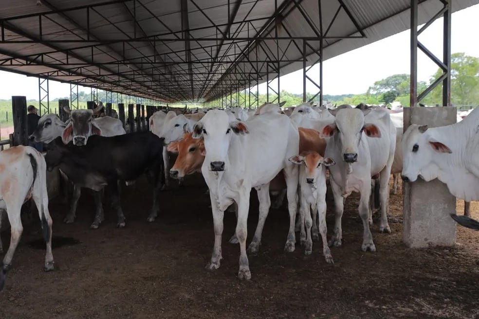 País recebe status internacional como livre de febre aftosa sem vacina