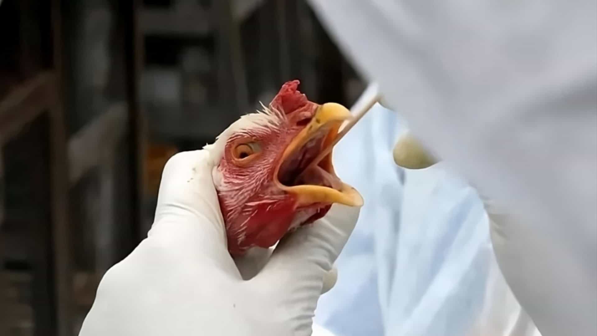 Goiás confirma 1º caso de gripe aviária em galinhas criadas em quintal