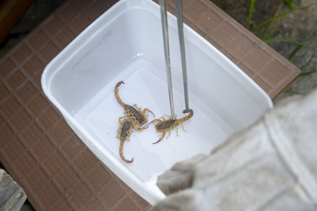 Estado de SP registra 34 mil acidentes com escorpiões e alerta para aumento no verão