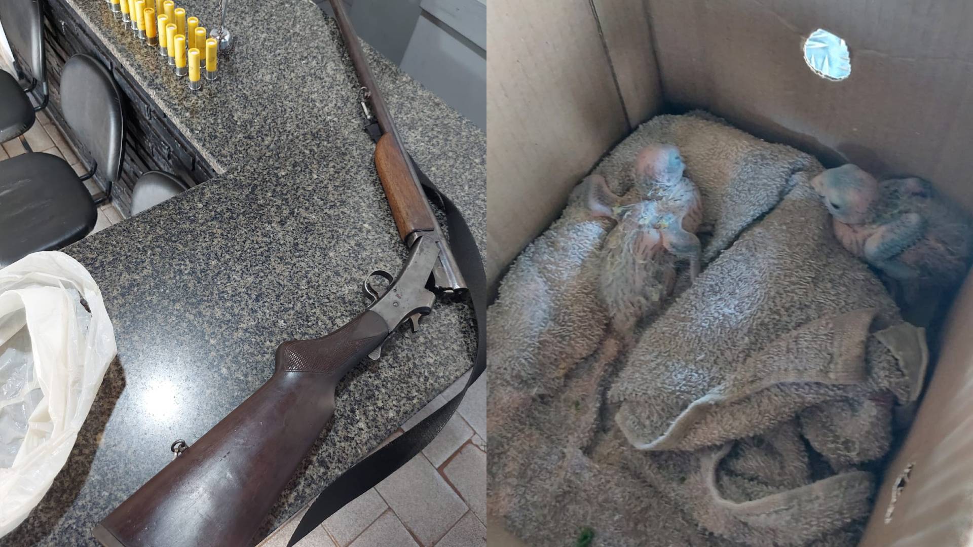 Polícia Ambiental prende homem por caça ilegal e posse de arma na região