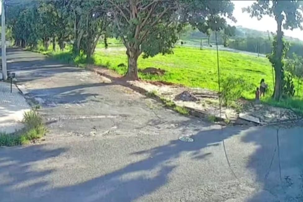 Mulher é multada em R$ 15 mil por abandonar filhotes de cães em Fernandópolis