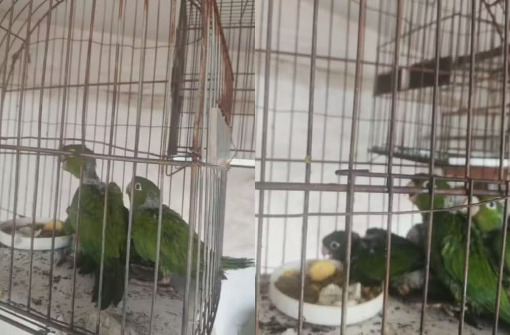 Moradora de Fernandópolis é multada em R$ 2 mil por tentar retirar ninho de maritacas