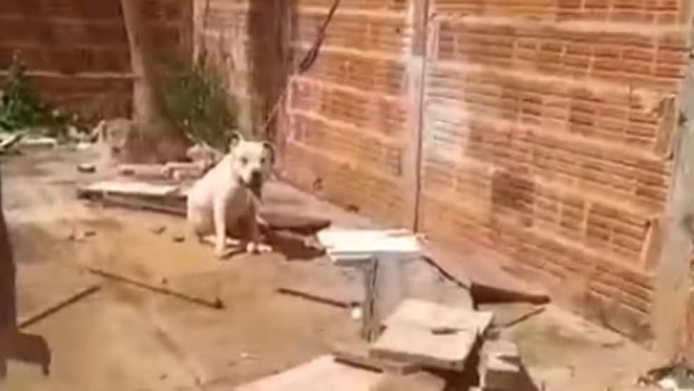 Pit bull é encontrado amarrado ao sol e morre após denúncia de maus-tratos em São José do Rio Preto