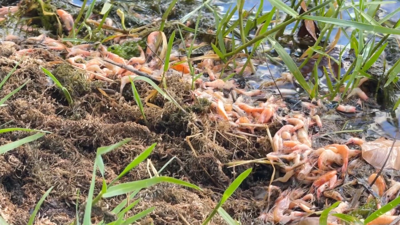 Camarões aparecem mortos às margens do Ribeirão Ponte Pensa, em Três Fronteiras