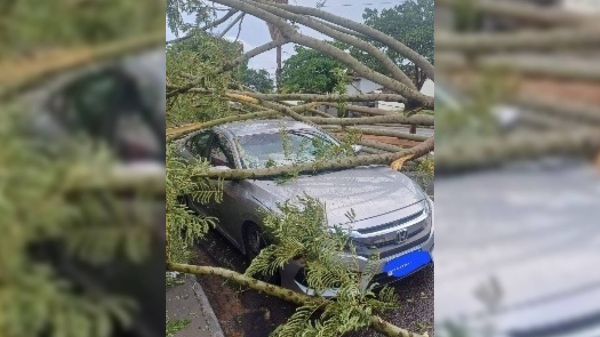 Temporal com ventos fortes causa queda de árvores, alagamentos e transtornos em Fernandópolis no fim de semana
