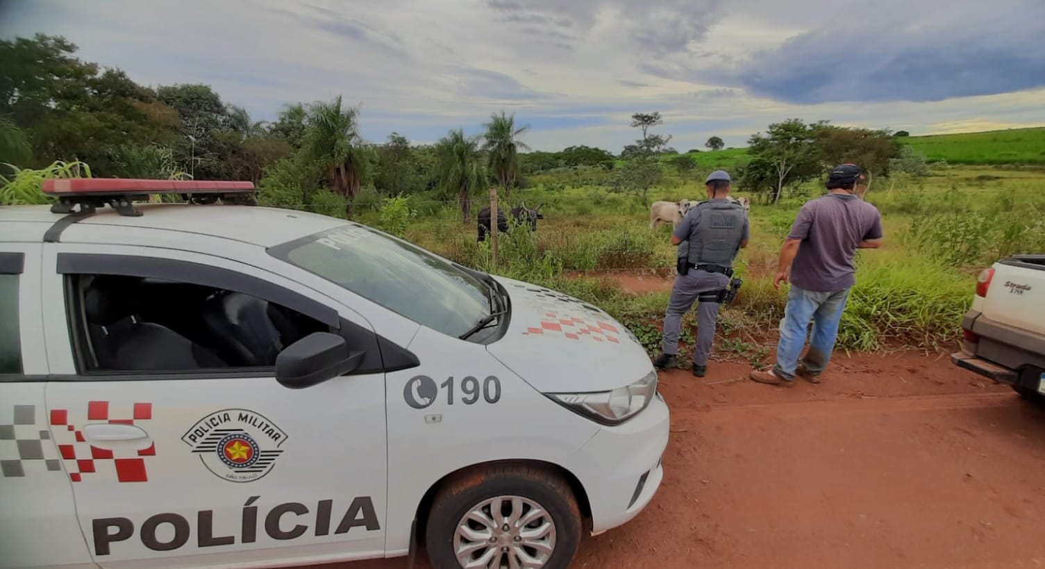Polícia investiga furto de 80 cabeças de gado em fazenda às margens da Rodovia dos Barrageiros, em Ilha Solteira