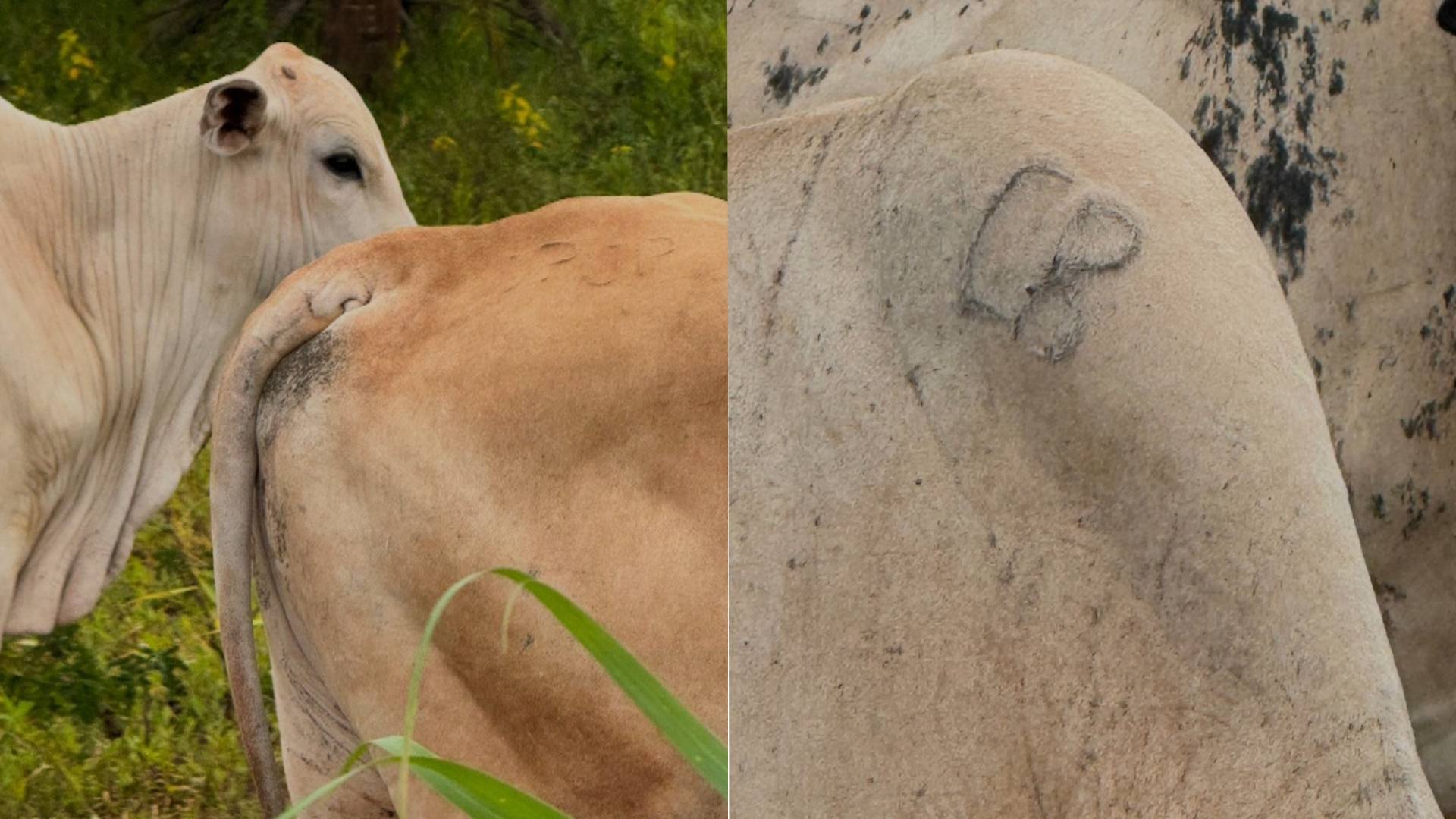 Homem é preso por receptação e polícia recupera parte de gado furtado em Ilha Solteira