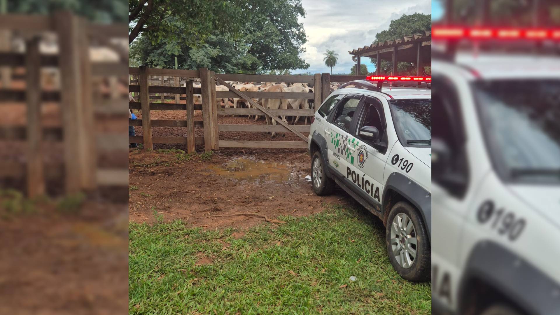Polícia Ambiental localiza mais de 40 cabeças de gado restantes furtadas em Ilha Solteira