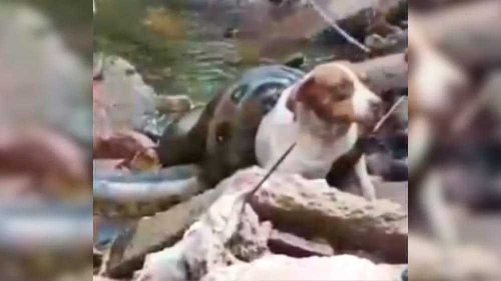 VÍDEO: Sucuri de seis metros é capturada após atacar cadela em área urbana de Urânia