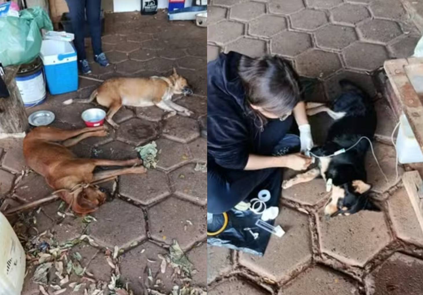 Homem é preso suspeito de envenenar cães de rua em Álvares Florence