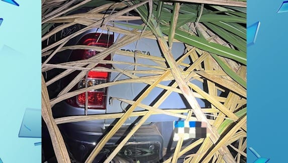 Polícia Civil recupera caminhonete furtada em Jales. Veículo estava escondido em canavial