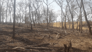 Dono de fazenda em Santa Rita d’Oeste é multado em mais de R$ 38 mil por danificar vegetação nativa