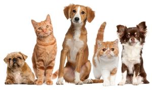 Prefeitura de Jales vai castrar cães e gatos em parceria com Universidade Brasil