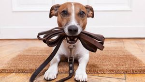 Santa Fé do Sul irá realizar primeiro encontro de cães no dia 7 de agosto