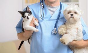 Vereadores querem mutirão para castração gratuita de cães e gatos em Santa Fé do Sul