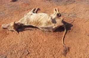 Produtor Rural de Rubinéia é multado pela segunda vez por maus-tratos a animais