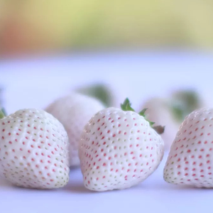 Após modificação genética, produtor consegue produzir morango branco