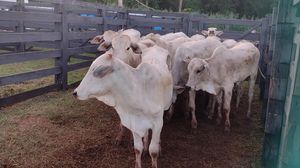 Paróquia São João Batista de Santa Fé do Sul arrecada R$ 160 mil com leilão de gado