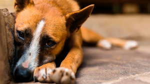 Votuporanga sedia 1º Encontro de Proteção Animal do Noroeste Paulista