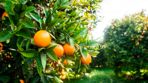 Citricultores do Estado de São Paulo tem até 15 de janeiro para enviar o relatório de cancro e Greening