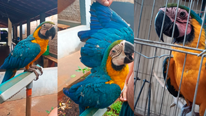 PMA resgata arara-canindé usada como atração turística ilegal em Rubinéia