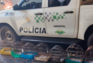 Morador de Santa Fé do Sul é autuado pela PMA por manter pássaros em cativeiro