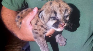 Filhote de onça é resgatado em canavial do município de Mira Estrela