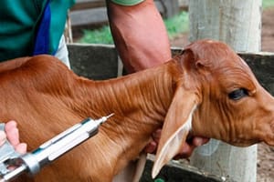 Prazo para produtores rurais de Santa Fé do Sul e região vacinar bezerras contra a brucelose e atualizar rebanho termina nesta terça (31)