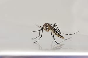 Opas emite alerta sobre risco elevado de surtos de dengue tipo 3 nas Américas