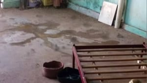 Mulher é atacada por pitbull em canil clandestino de Birigui; polícia encontra animais em situação de maus-tratos