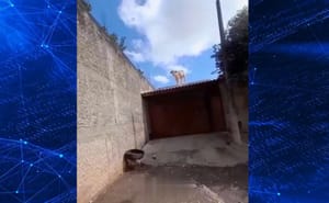 Bezerro é flagrada em cima de telhado de casa em Fernandópolis e imagem viraliza nas redes sociais