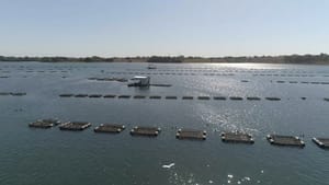 Choque elétrico durante descarga de peixes mata trabalhador em propriedade rural de Rubinéia