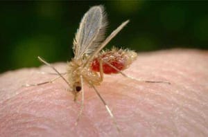 Estado de São Paulo registra segunda morte por leishmaniose visceral em 2025; região noroeste concentra quase metade dos casos