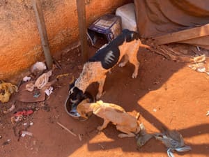Cães vítimas de maus-tratos são resgatados em Santa Fé do Sul