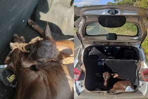 Bezerro furtado é encontrado em porta-malas de carro em José Bonifácio